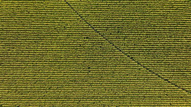 Védje meg a kukoricát a talajlakó kártevőktől!