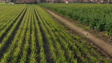 Érdemes időben elvégezni a fejtrágyázást!