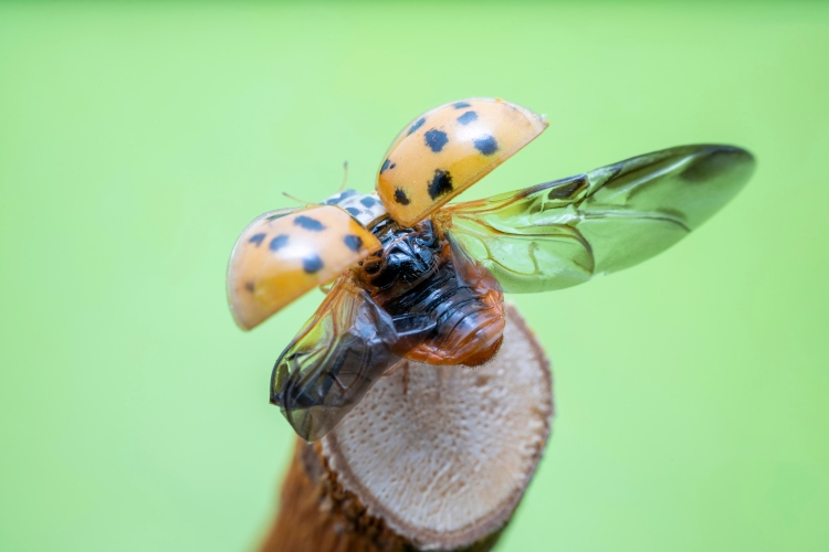 Invazív állatok a közelünkben