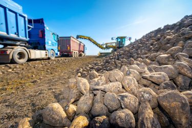 Vízmegtartó művelés cukorrépában