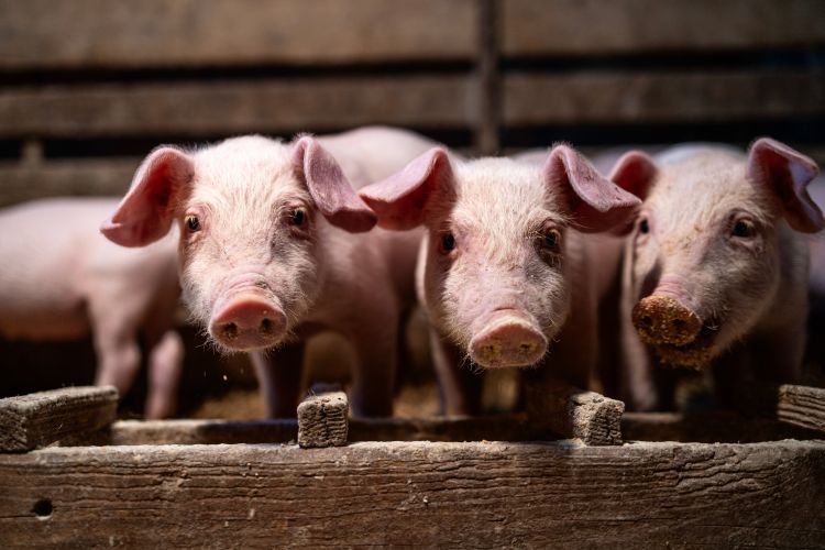 Malacok takarmányozás közben