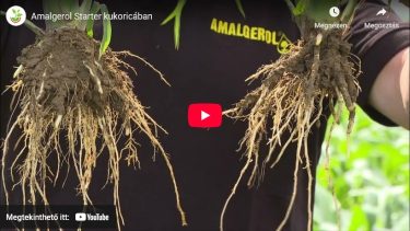 Aszályban is számít, mi történik a gyökérzónában