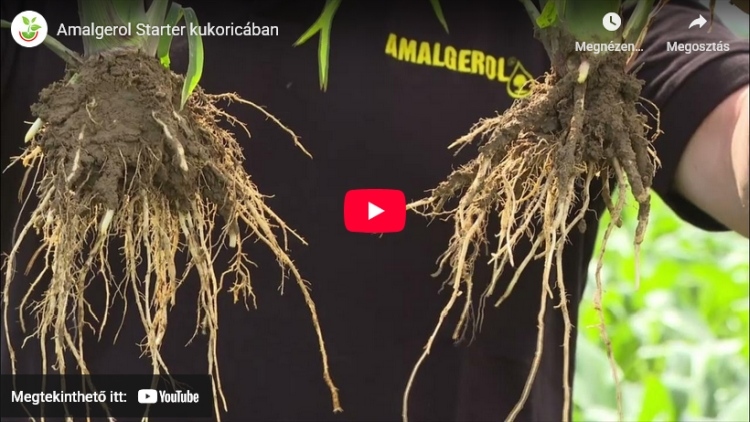 Gyökérnövekedéssel az aszály ellen