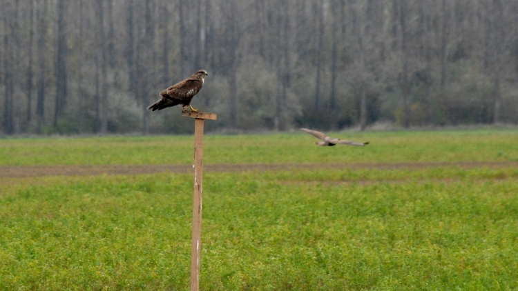 Kevesebb idén a pocok, de a gyors védekezés elkerülhetetlen