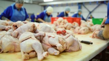 baromfi vágóhíd szállításra