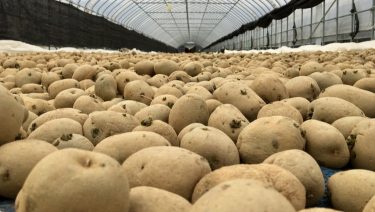 burgonya nagy mennyiség raktár