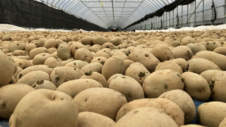 burgonya nagy mennyiség raktár