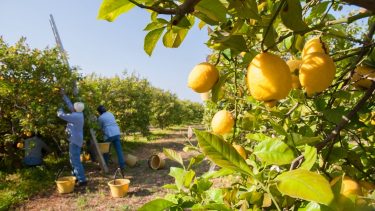 Szüret egy citromtermelő kertészetben – mi a titka az exportbővülésnek és árcsökkenésnek? (Illusztráció: Shutterstock)