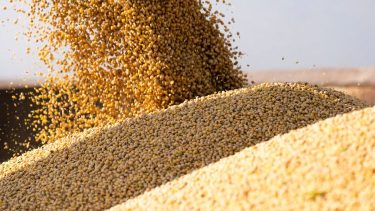 szójabab betakarítás babszemek fehérjenövény aratás