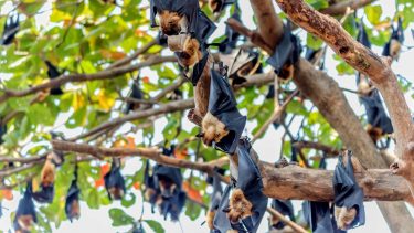 A denevérek jelenléte jót és rosszat is okozhat az állattartásban (Shutterstock)