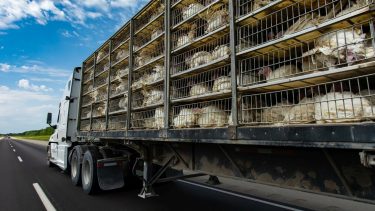 baromfiszállítmány közúton kamionnal