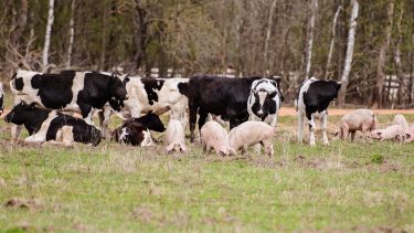 szarvasmarha sertés legelő erdő ridegtartás