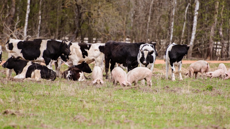 szarvasmarha sertés legelő erdő ridegtartás