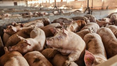 sertések sertésól