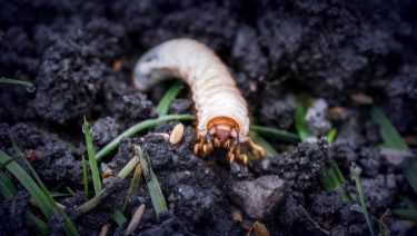 Az alapos állapotfelmérés és jól időzített növényvédelem befektetésnek is felfogható a termésveszteség megelőzése révén (Shutterstock)