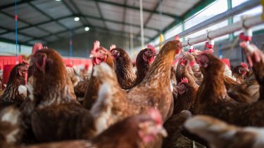 baromfi ól itatórendszer