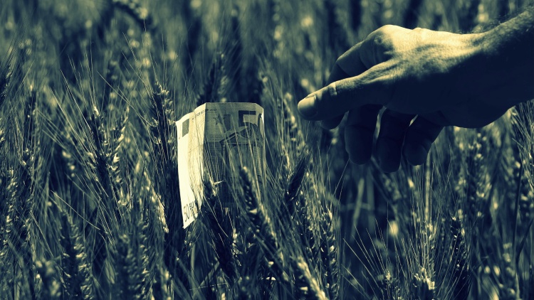 szántóföld kalászos euró bankjegy árnyékos kéz