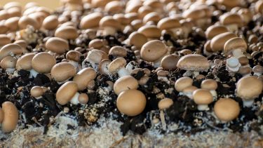 sampinyon gomba intenzív termesztése üvegházban