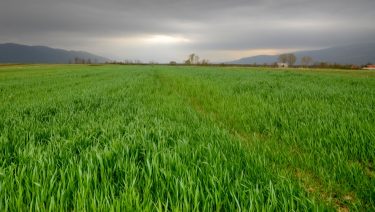 tavaszi eső kalászos