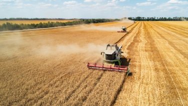 Hatalmas kalászos termőföldön aratnak kombájnok bő termést