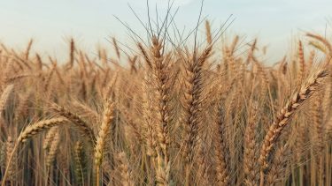 kazahsztáni durumbúza gőzerővel tör európai piacokra