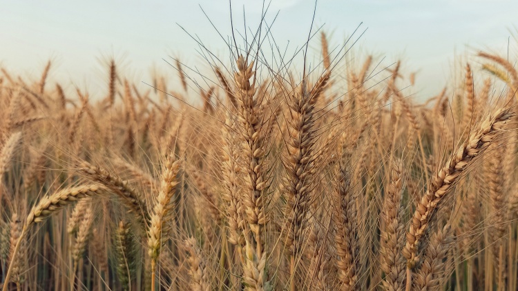 kazahsztáni durumbúza gőzerővel tör európai piacokra