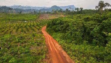 Erdőirtás Indonézia trópusi esőerdő pálmaolaj-termesztés
