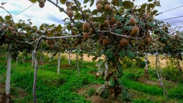 Kivi egy dél-európai kertészetben, szüret előtt (Fotó: Shutterstock)