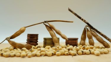 szójabab pénz érme