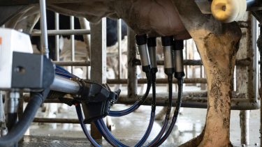 Automatikus fejőgéppel fejt szarvasmarha tejgazdaságban