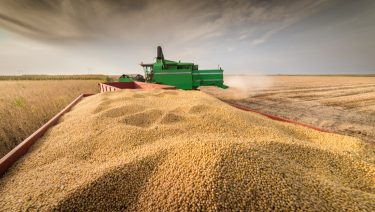 szója betakarítás kombájnnal