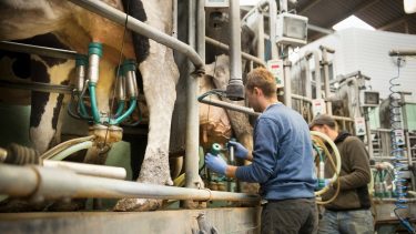 tejelő tehén tehenészet fejőgép