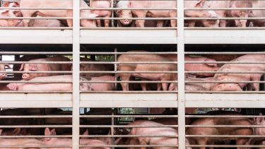 sertés élőállat-szállítmány kamion