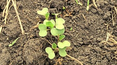 Szikleveles repce március végén száraz talajban. Van, ahol már kitárcsázták… (Fotó: Horizont Média/archív)