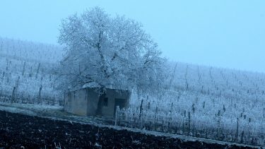 Fagy egy északnyugat-magyarországi szőlőültetvényen (Fotó: Horizont Média/archív)
