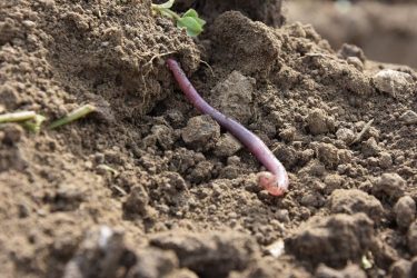 Morzsalékos talajszerkezet közelről