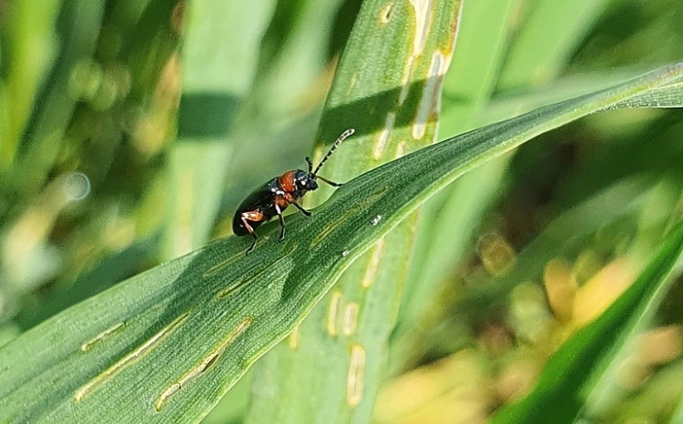 A vetésfehérítő elleni hatékony védekezés egyre nagyobb kihívás a termelőknek