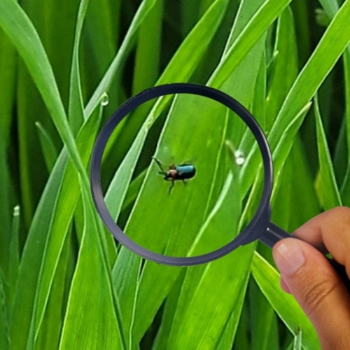 Ne várjuk meg a lárvák károkozását, már az imágó ellen védekezni kell!