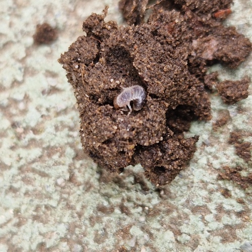 Talajmintából kiemelt cserebogárpajor a gyökérzóna közelében.