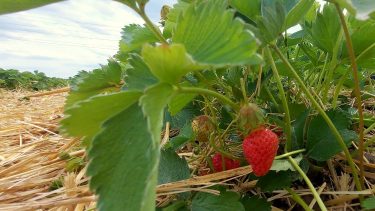 szamóca eper talajtakarás kertészet növénytermesztés