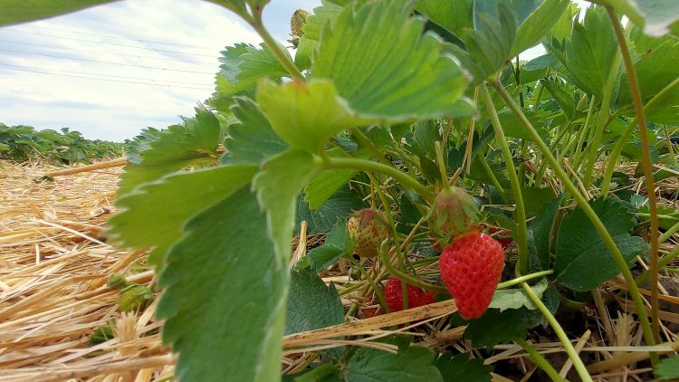 szamóca eper talajtakarás kertészet növénytermesztés