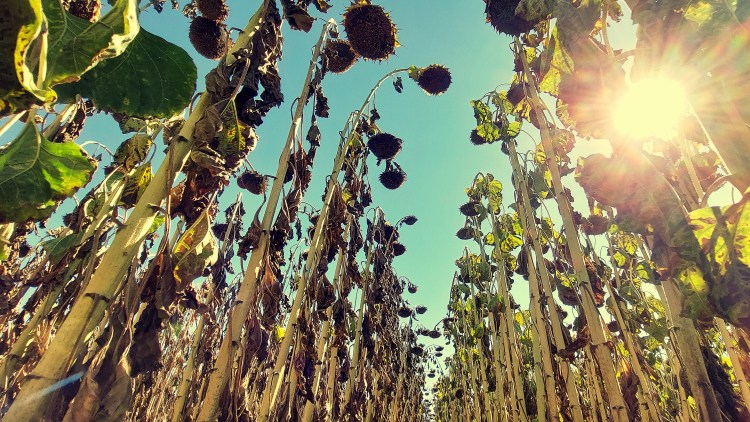 Veszélyben az intenzív napraforgó, ezért kell regulátorozni