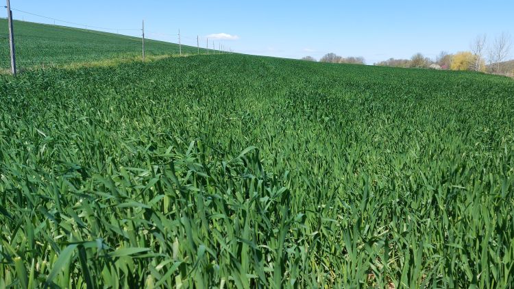 Nagy a baj a kalászosokban, letarolja a gabonát a csócsárló