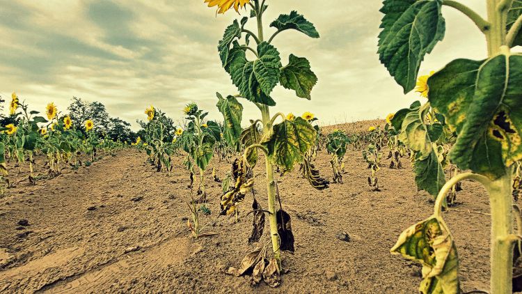 Aszályos napraforgó 2025 nyarán Homokhátság