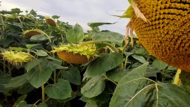 Bőtermő napraforgó Közép-Magyarországon 2025-ben, idén is feszes piac várható (Fotó: Horizont Média/Kohout Zoltán)