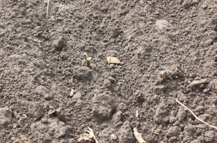 Sároshátú bogár által károsított szikleveles napraforgó.