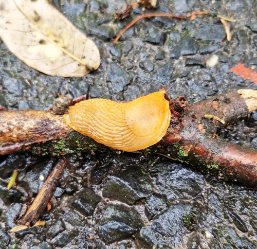 Spanyol meztelencsiga fiatal napraforgó-állományban.