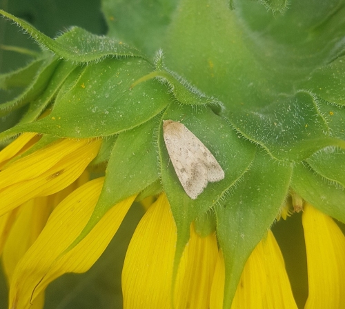 Gyapottok-bagolylepke hernyója napraforgó tányéron.