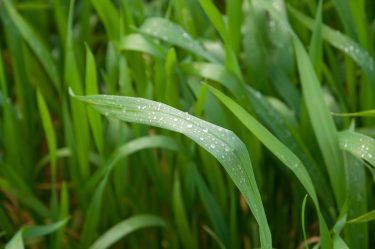 növényvédelem Bayer Zantara