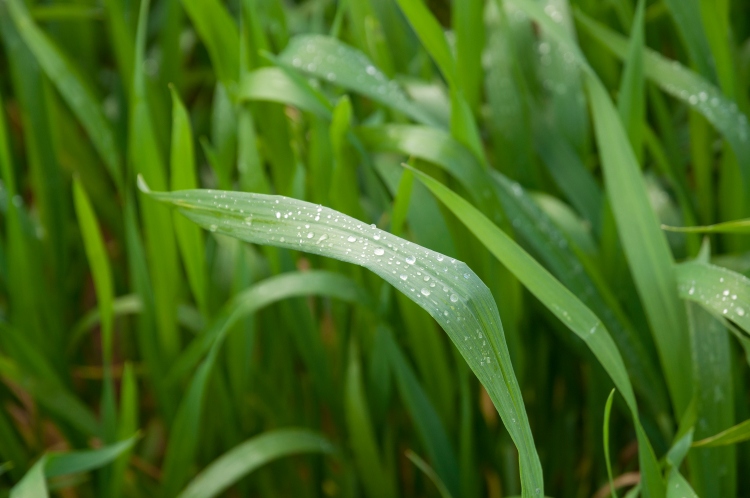 A zászlóslevél védelme hozamformáló szereppel bír